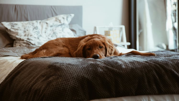 🐕 How to get rid of dog smells