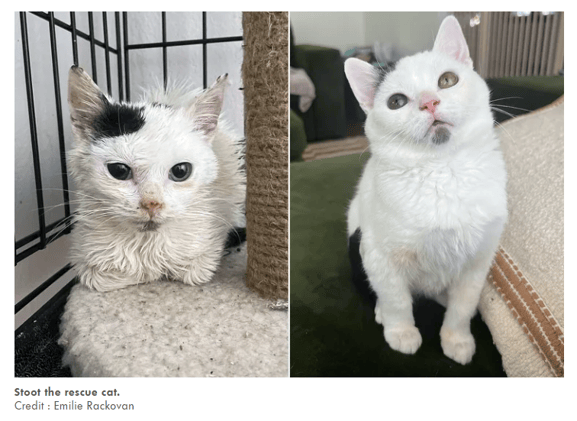 This Cat Got a Glow-Up... and 11.6M Fans