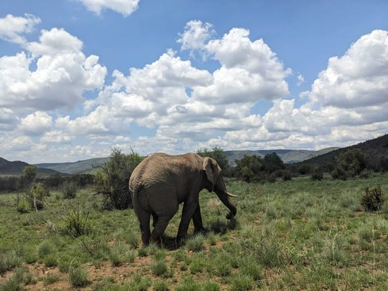 Africa calling📞✈️Christmas flights under £750 🤯 