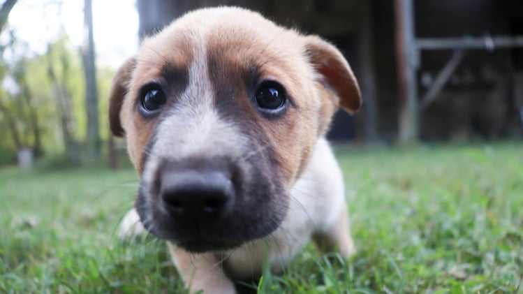 🐕 How to create a photo book of your dog