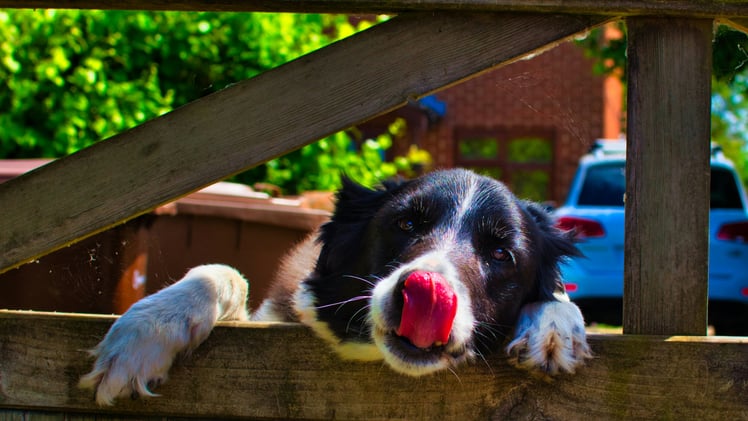 🐕 Meal kit companies have dog food now