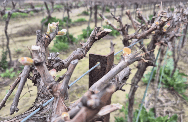 Vines emerge from dormancy 2 to 3 weeks ahead of normal in the South of France, prompting early fears of frost // How pay-for-performance hollowed out wine distribution