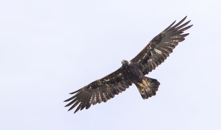 🦅 Eagles Flood Kananaskis Sky