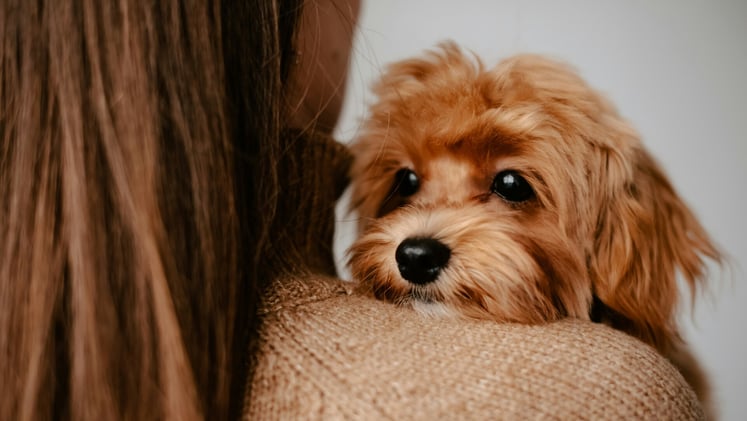 🐕 Does playing with your dog reduce stress?