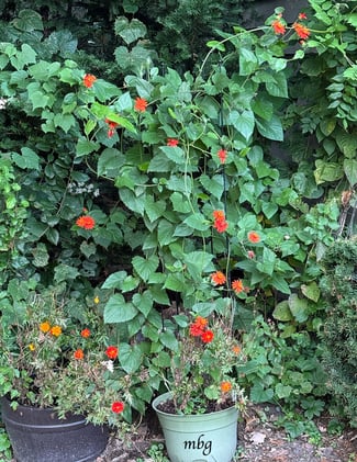 Bring In Plants to Overwinter, not BUGS 🕷🐞 🐜