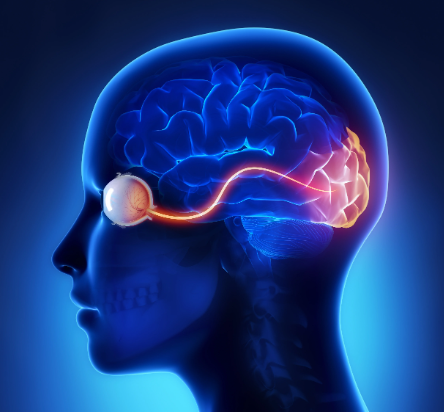 Sensory Systems - Visual System