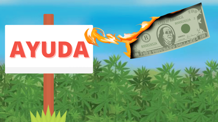 💊 La industria del cannabis se desploma