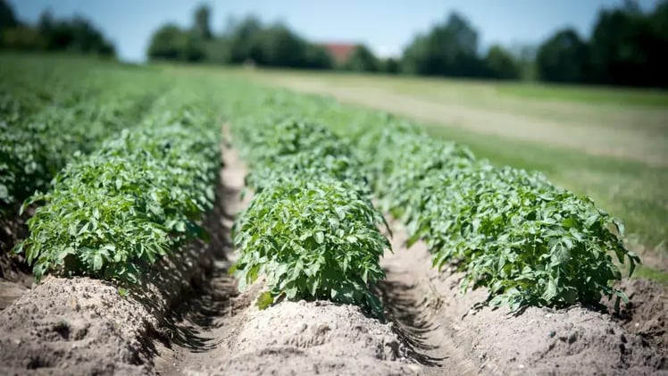 🌞 Farming App Saves Billions