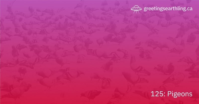 Transmission 125: Pigeons