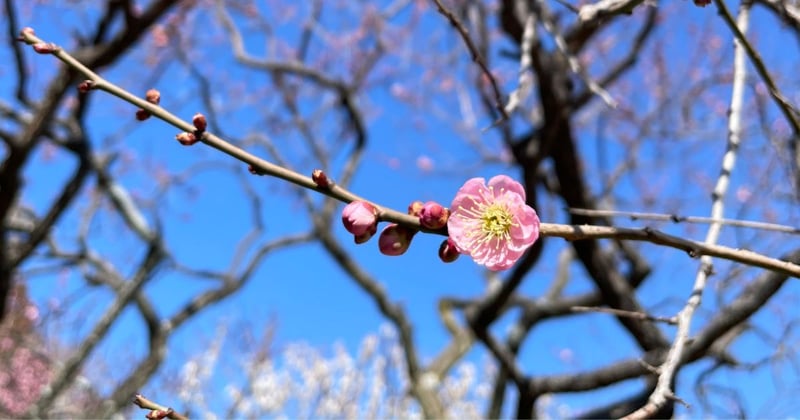 What is actually manifesting now