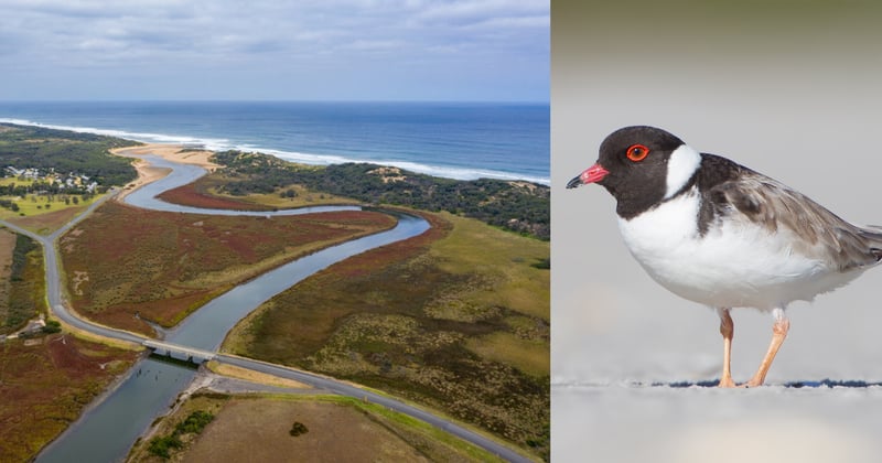 $1 million will be spent to try and save the Hooded Plover along the banks of South Gippsland