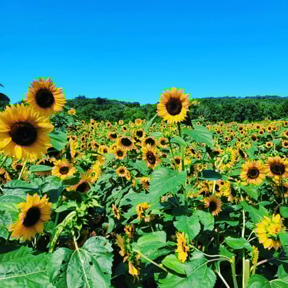 🥃 Bourbon Nights, Music & Sunflowers