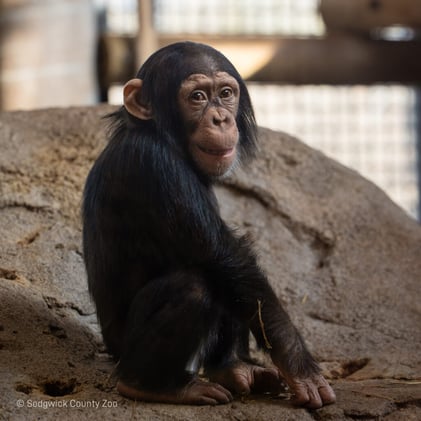 🌻 Wichita Weekly (01/22)