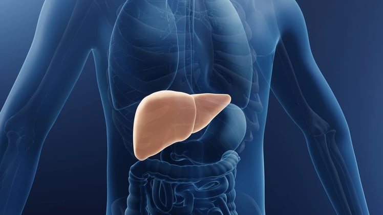🧪 ¿Cómo está tu hígado? El órgano silencioso que también necesita cuidado durante el tratamiento