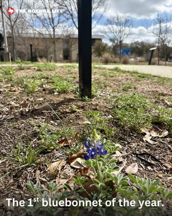 👉March in Boerne + Mystery Fundraiser + The 1st Bluebonnet