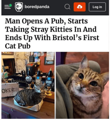 One Man, Fifteen Cats, and a Pint of Chaos: Welcome to Bristol’s Accidental Cat Pub