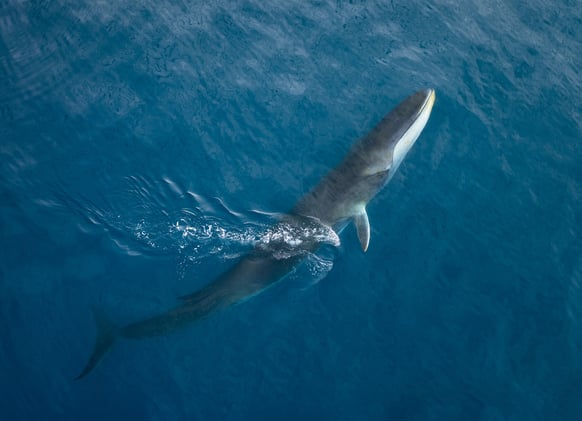 Editing Beyond Adobe and Birds-Eye View of the Wild