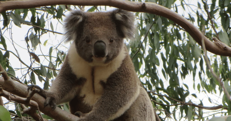 Koalas on the move: New habitat corridors built in Gippsland to help furry friends get around