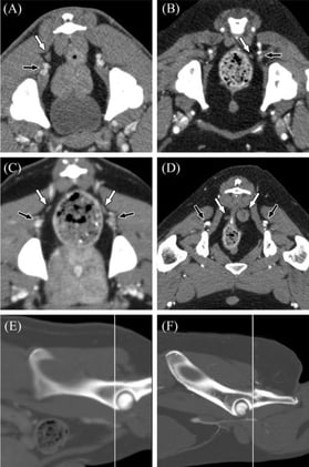 CT Study Challenges Textbooks: Sciatic & Gluteal Lymph Nodes Found in Dogs
