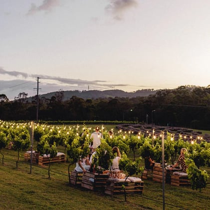 🔵 Twilight in the Vines