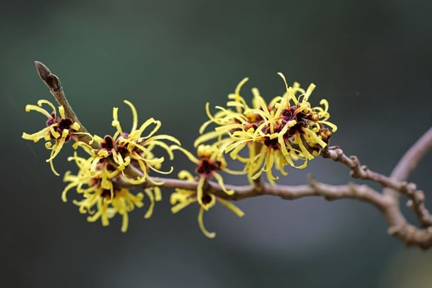Witch-Hazel in Bloom: The Flower that Ignores Winter 
