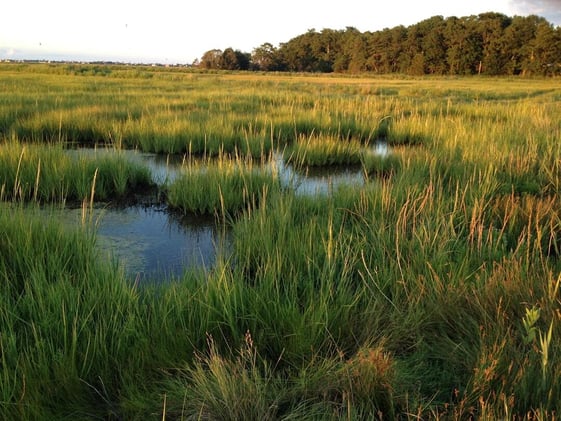 Nature Positive Practices