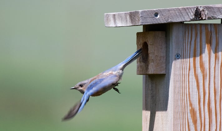 Bluebird is the word