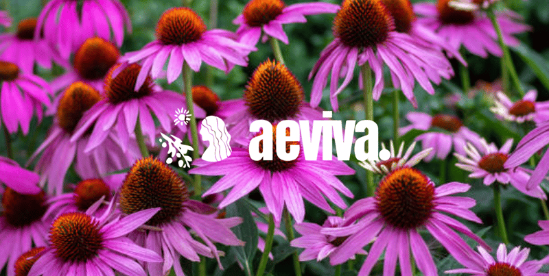 The Only Proven Remedy to Fight Colds and Flu: Why Echinacea Stands Above the Rest