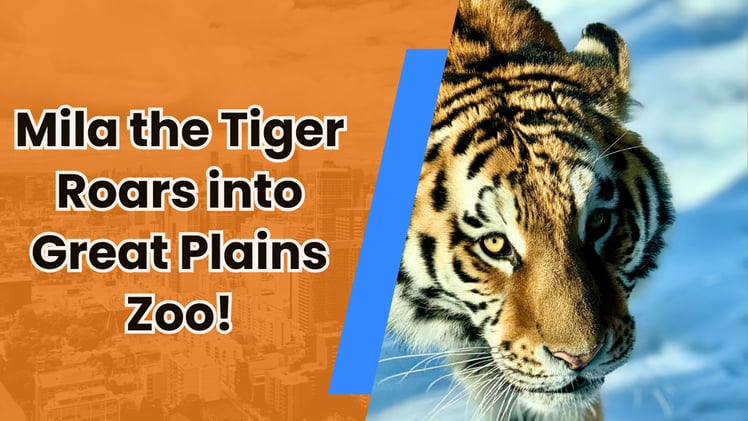 🐯 A new tiger just moved to Sioux Falls!