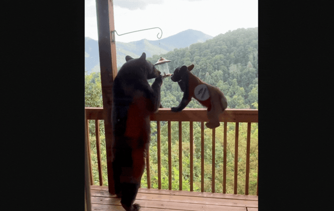 Pennsylvania Felon Charged After Bird-Feed-Bear-Killing and Attempted Cover Up 🐻