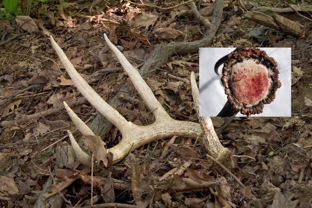 Why Bucks Shed Their Antlers