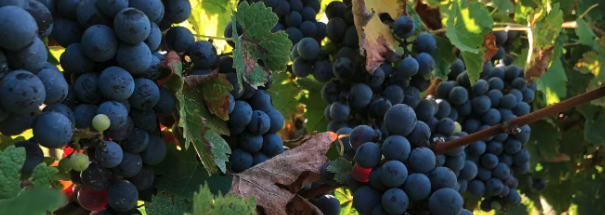 California Could Face Grape Shortage // Saga Robotics bets big on US vineyards with new GM, fresh capital for UV-C ‘bots: 'Chemical free winegrowing is the holy grail' 