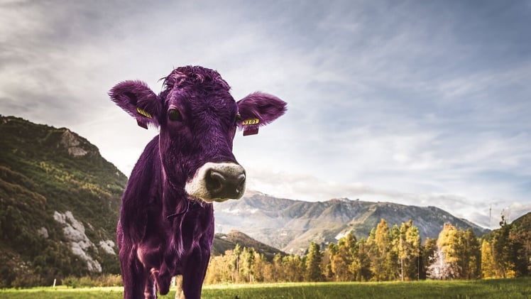 How to Become a Purple Cow