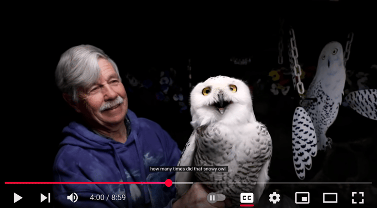 Good Thing Now: Airport Owls
