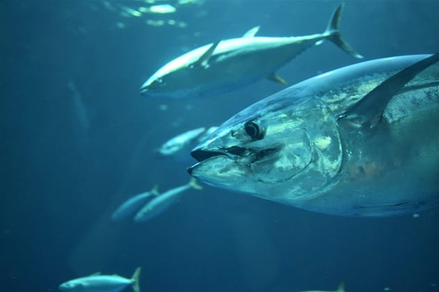 Here’s Why Tuna Season Isn’t Always the Same