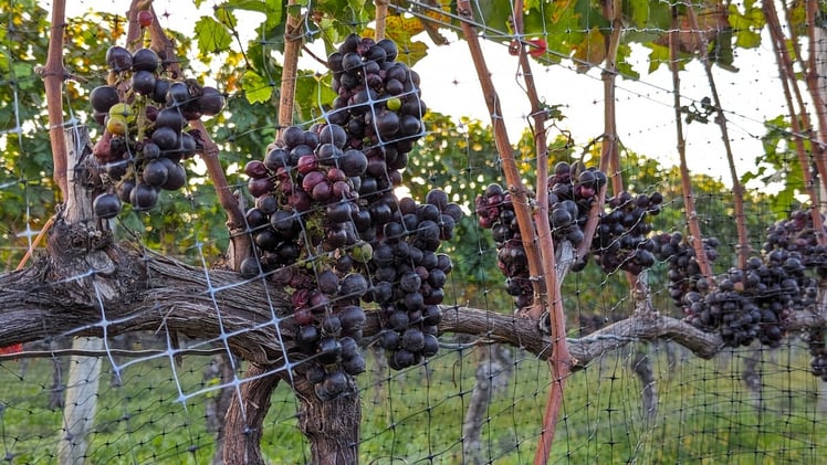 This Morning's Bulletin — 9.17.25