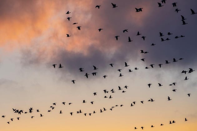 🧭 Fife Leads Scotland with Pioneering Bird Tracking