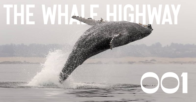 The Whale Highway