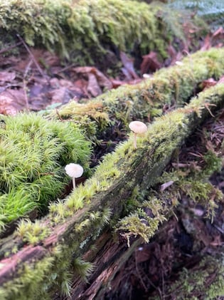 From Heart to Sole: An Update on My Running Journey (and a Little Life Lately)