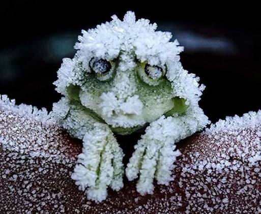 The Frog that Freezes and Survives