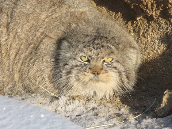 📸 Photograph the Manul (Pallas’s Cat) in Mongolia – 2025