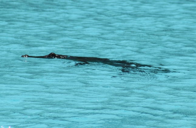 Newsport Alert Monday 20 October 2025