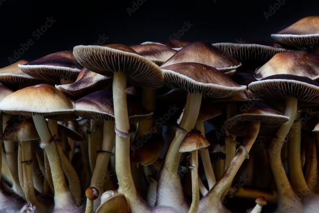 The Most Dangerous Thing About Psilocybin Mushrooms?