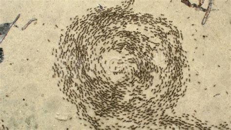 When Ants Teach Us About Retirement