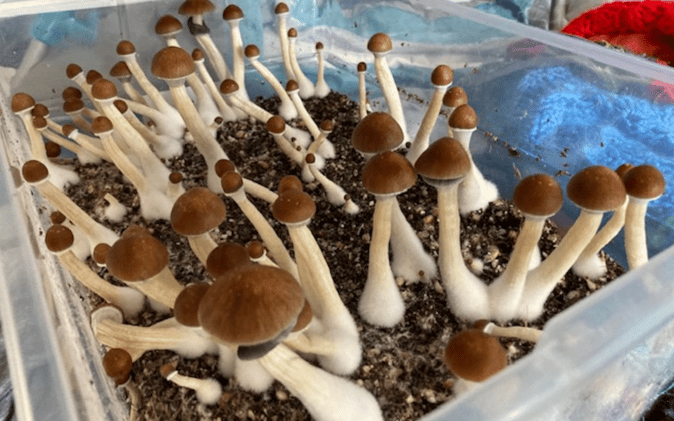 Is Growing Magic Mushrooms Bad for the Environment?