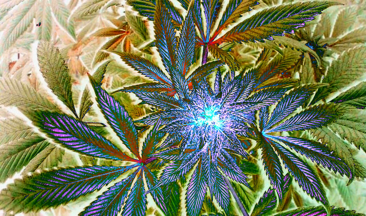 California Bill Proposes Crypto Tax Payments for Cannabis Businesses