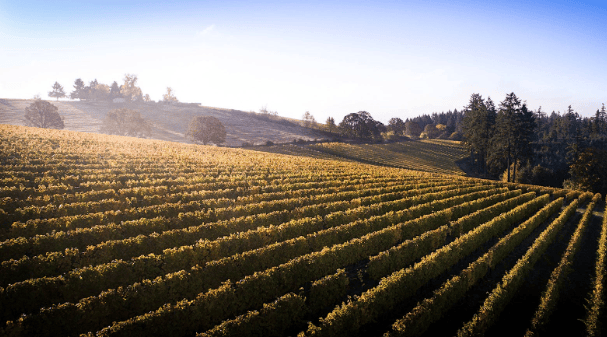 Marzotto Family Buys Coppola's Oregon Vineyard for Roco // Wine drinkers may live longer than beer and spirit drinkers, study finds