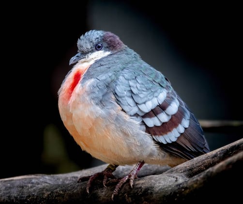Luzon Bleeding-heart — A Forest Jewel Slipping Away