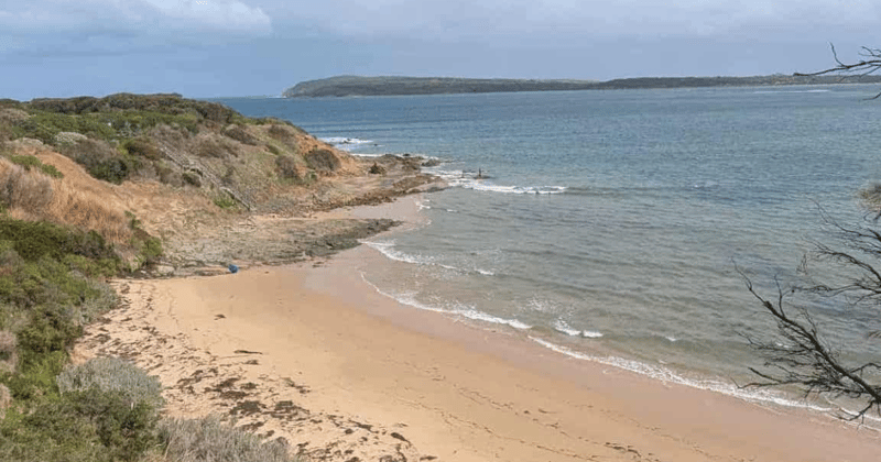 Newsletter: Rabbit plague hits Bass Coast