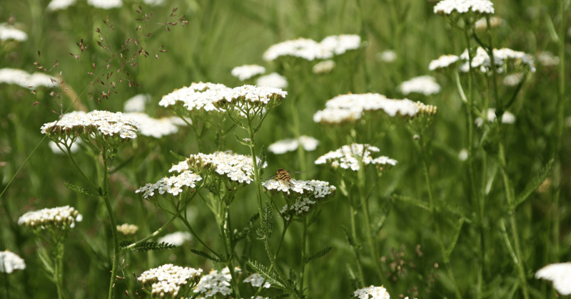 [My Story] Who is Yarrow Achillea?